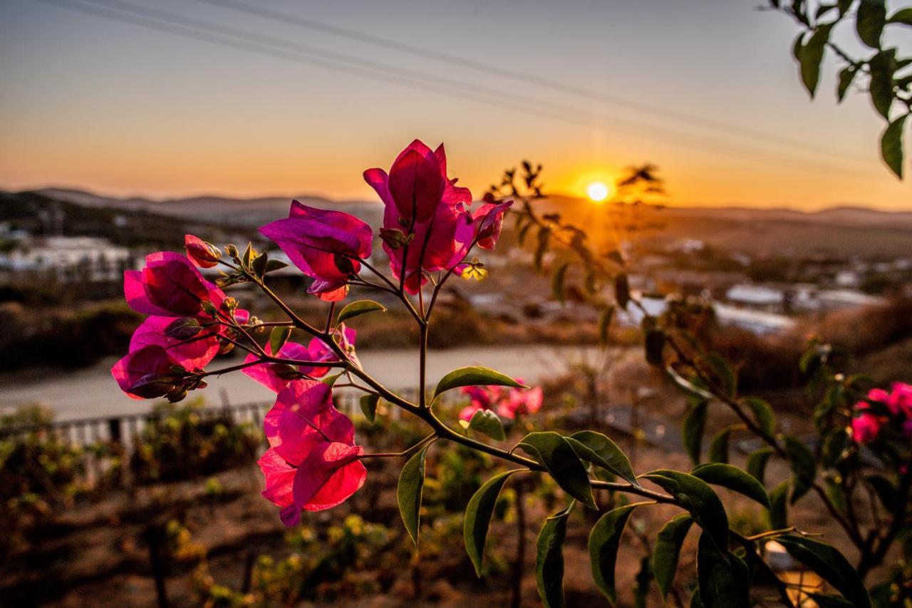 Posada San Antonio Valle de Guadalupe Kültér fotó